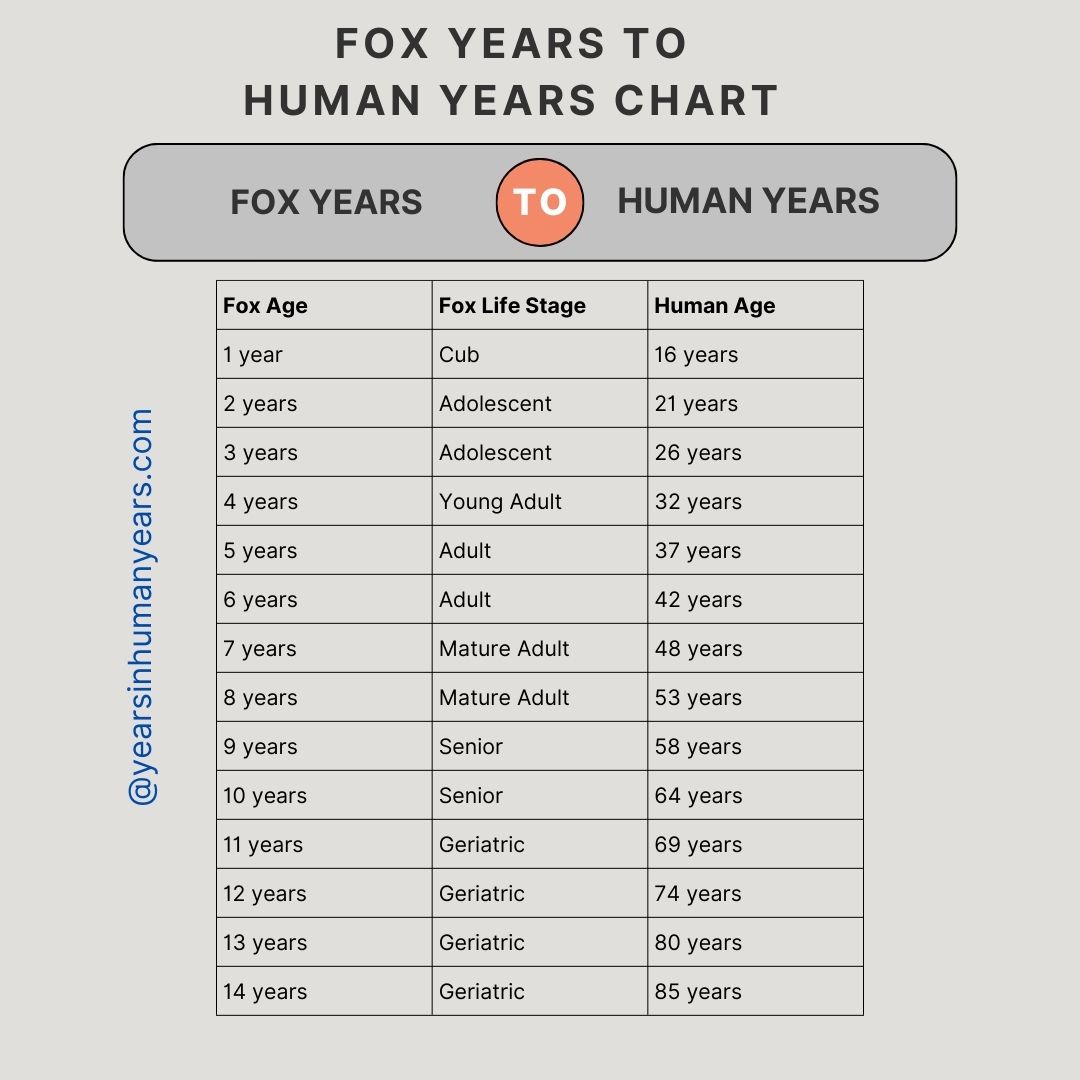 Fox Years To Human Years Fox Age Calculator Yihy