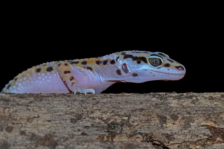 Frequent measuring weight to ensure good health for leopard geckos