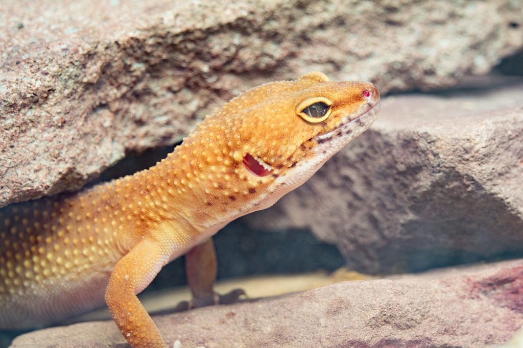 Badass Leopard Gecko Names
