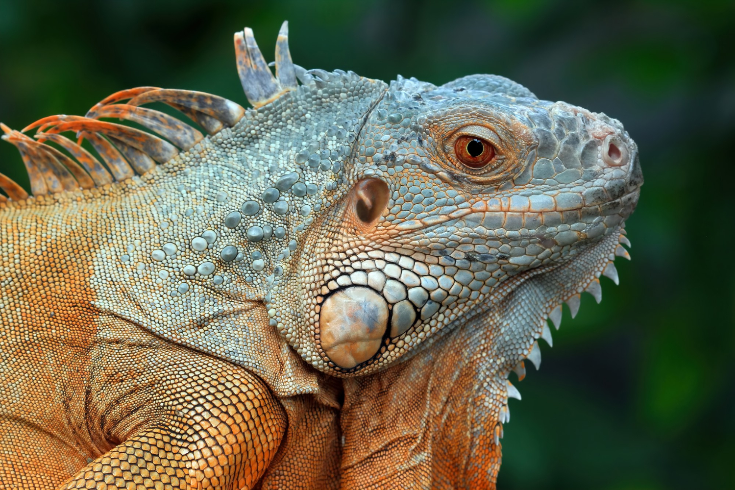 Bearded Dragon Lifespan (How Long, Wild, Captivity) - YIHY