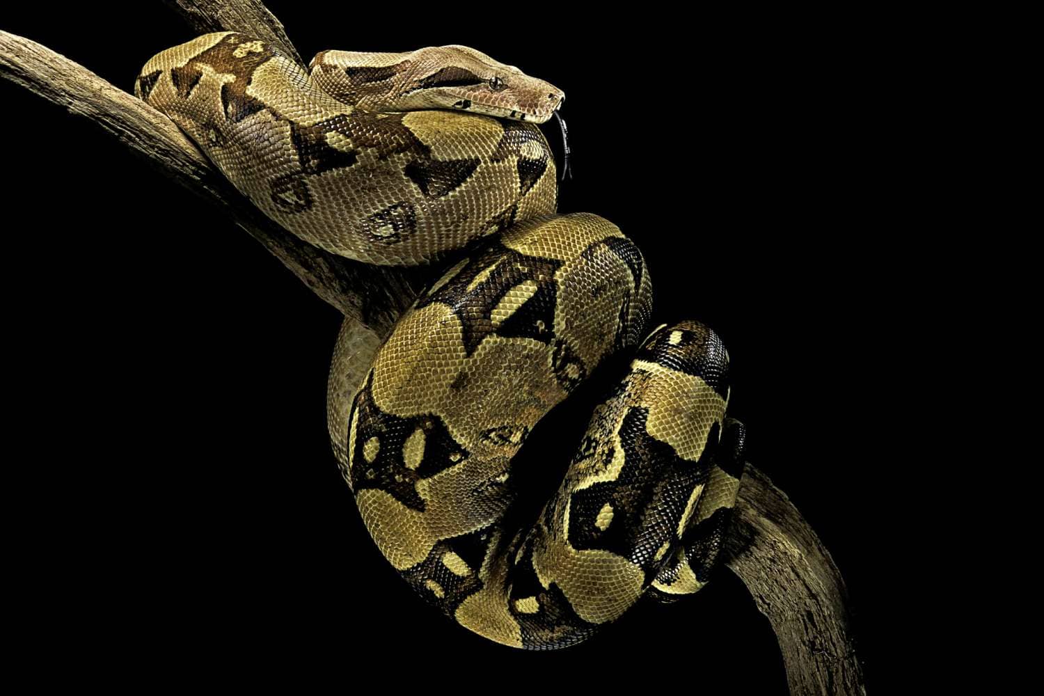 Boa constrictor Lifespan How Long Do Boa Constrictors Live - YIHY