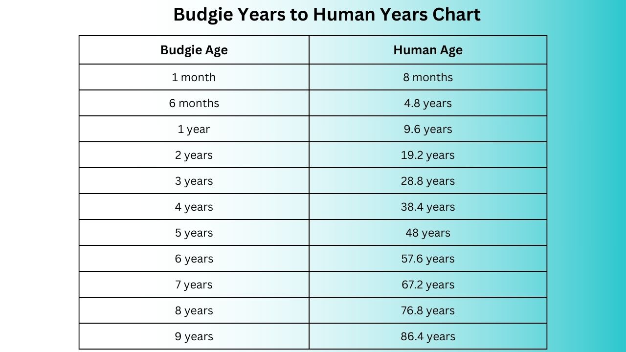 Budgie Years to Human Years Bird Age Calculator YIHY