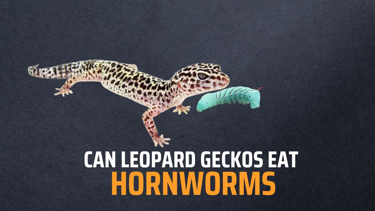 Can Leopard Geckos eat Hornworms