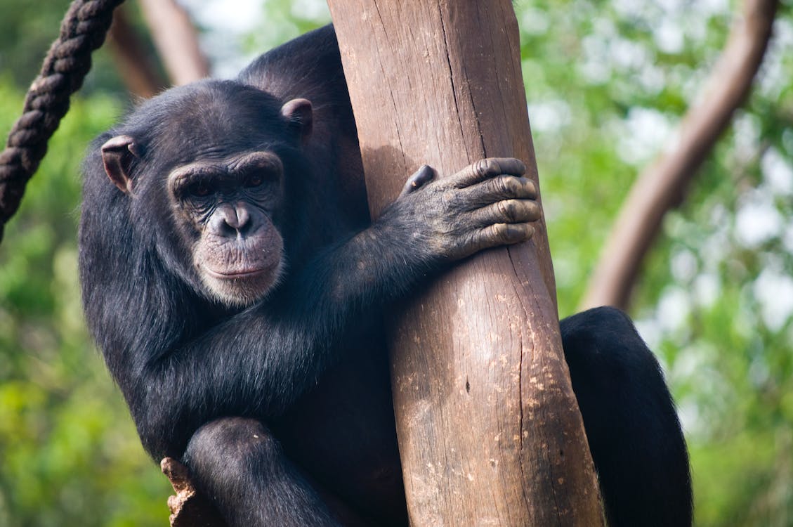 Chimpanzee Years to Human Years