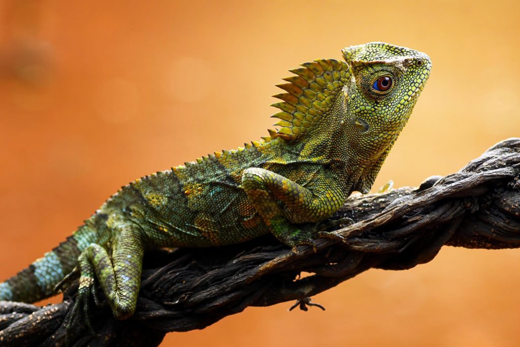 Bearded Dragon Lifespan (How Long, Wild, Captivity) - YIHY