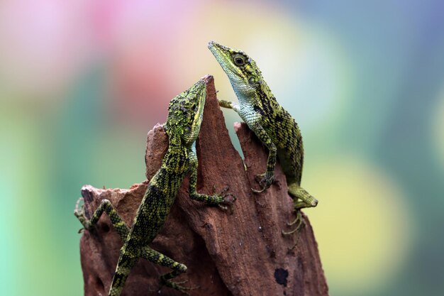 Cool Leopard Gecko Names