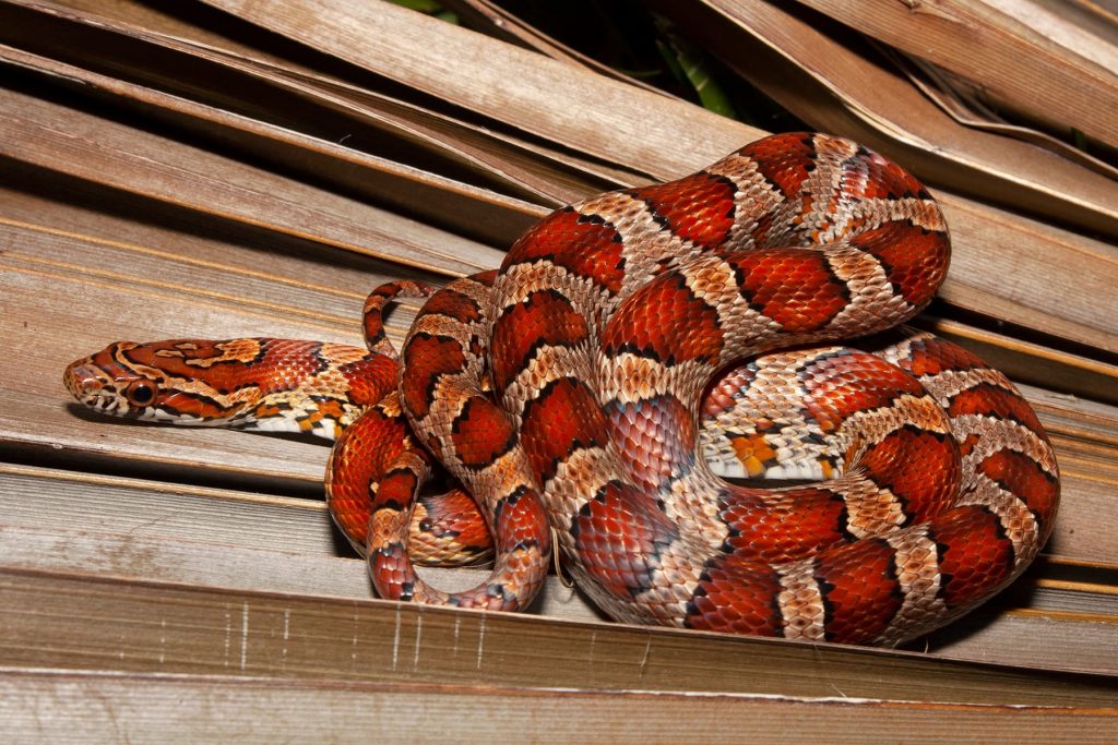 Corn Snake Lifespan in Captivity