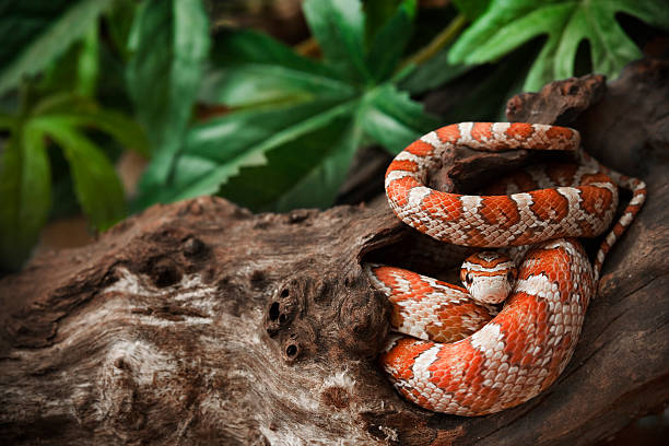 Corn Snake Lifespan in the Wild