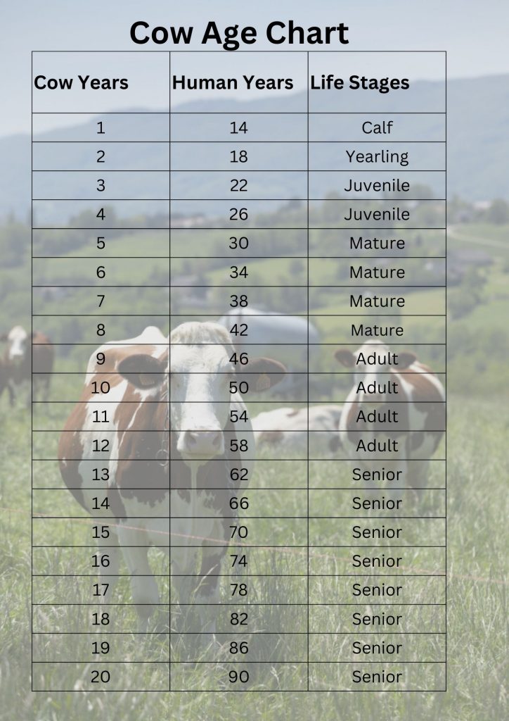 Cow Years to Human Years (Calculator, Chart) YIHY