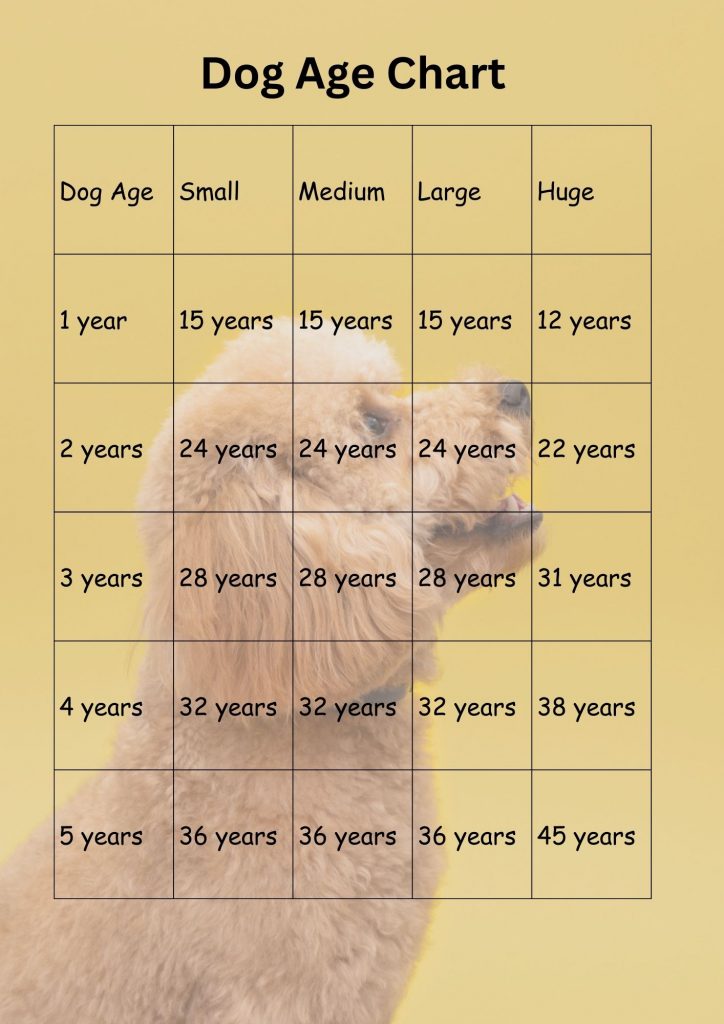 Dog Years to Human Years Dog Lifespan in Human Years YIHY