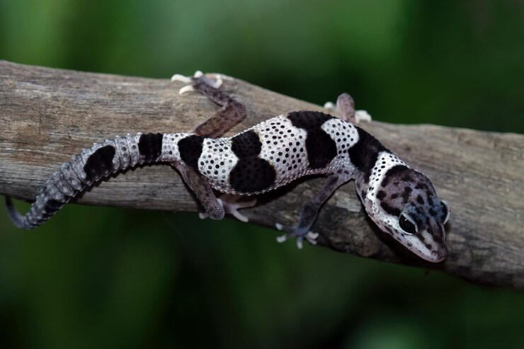 Factors Impacting Leopard Gecko Lifespan in Captivity