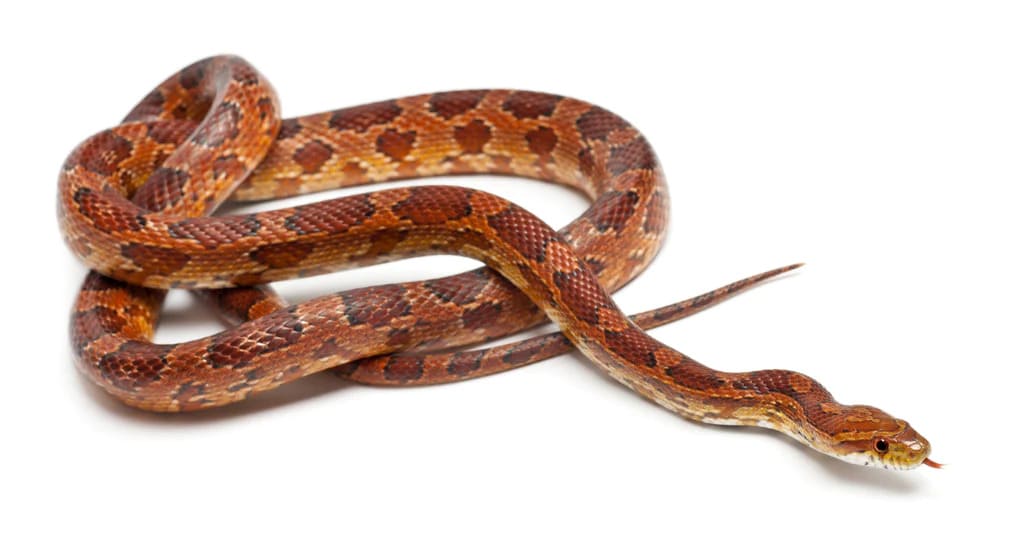 Corn Snake Lifespan How Long Do Corn Snakes Live YIHY