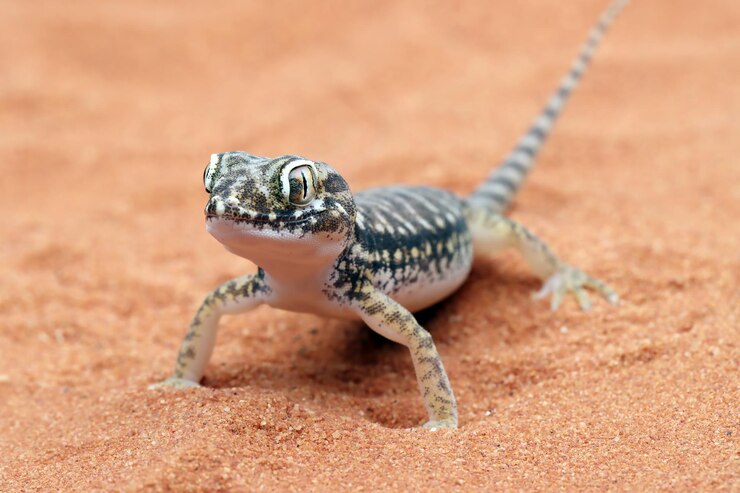 Gecko Lifespan: How Long Do Geckos Live