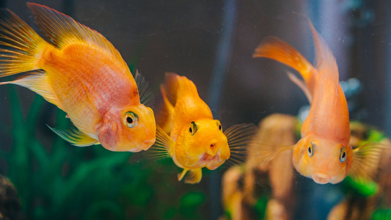 Goldfish Years to Human Years