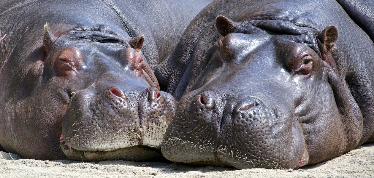 Hippopotamus Years To Human Years (Hippo Lifespan in Human Years)