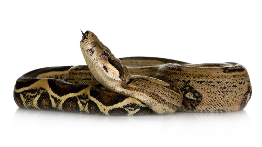 How Long Do Boa Constrictors Live 