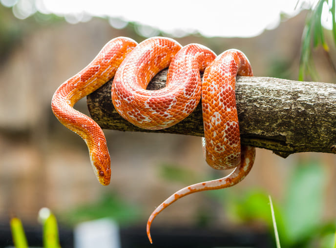 How Long Do Corn Snakes Live