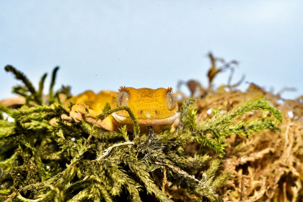 How Long Do Crested Geckos Live in the Wild
