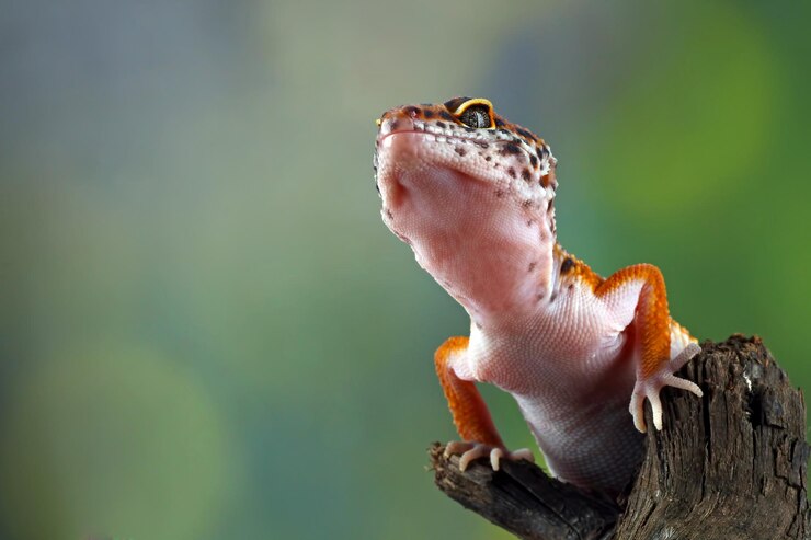 How Long Do Leopard Geckos Live in Captivity