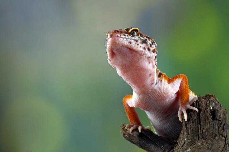 Leopard Gecko Lifespan How Long Do They Live In Captivity Wild YIHY