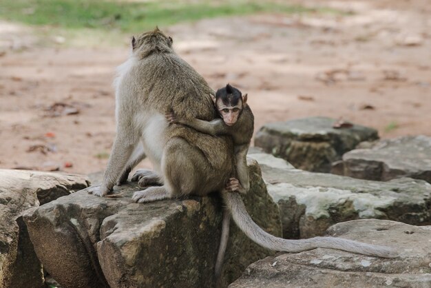 How Long Do Monkeys Live