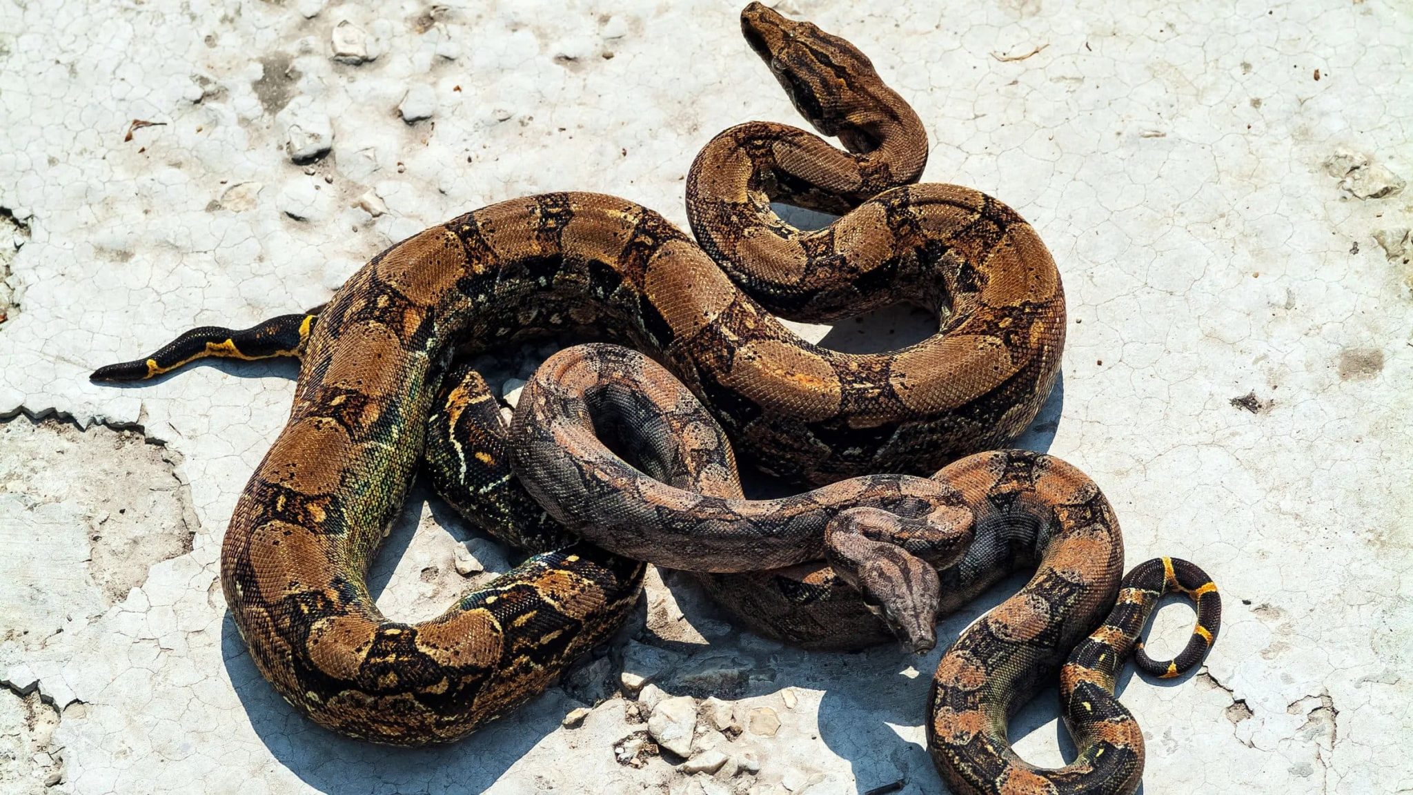 Boa constrictor Lifespan How Long Do Boa Constrictors Live - YIHY