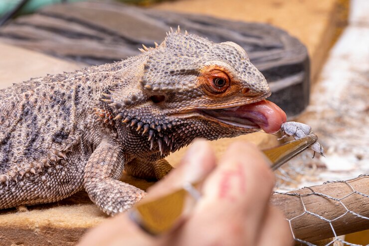 What can i feed my baby bearded dragon besides crickets