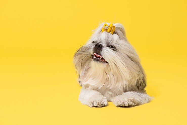 How to Calculate Shih Tzu Age in Human Years
