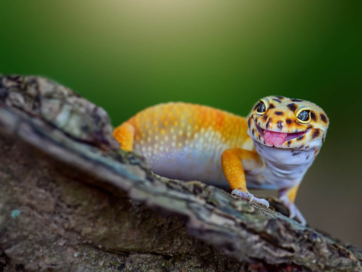 How to Tell How Old Your Leopard Gecko is