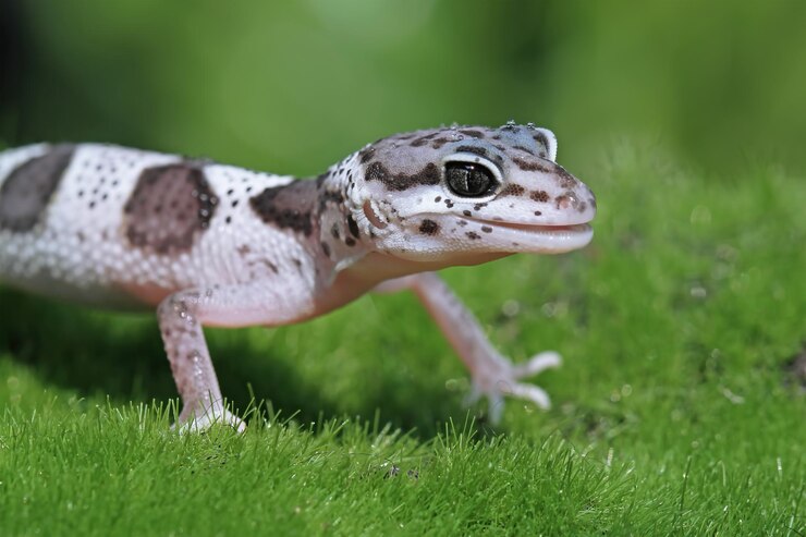 How to tell the age of leopard gecko