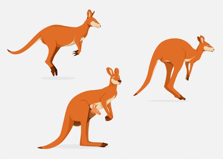 Kangaroo Years to Human Years