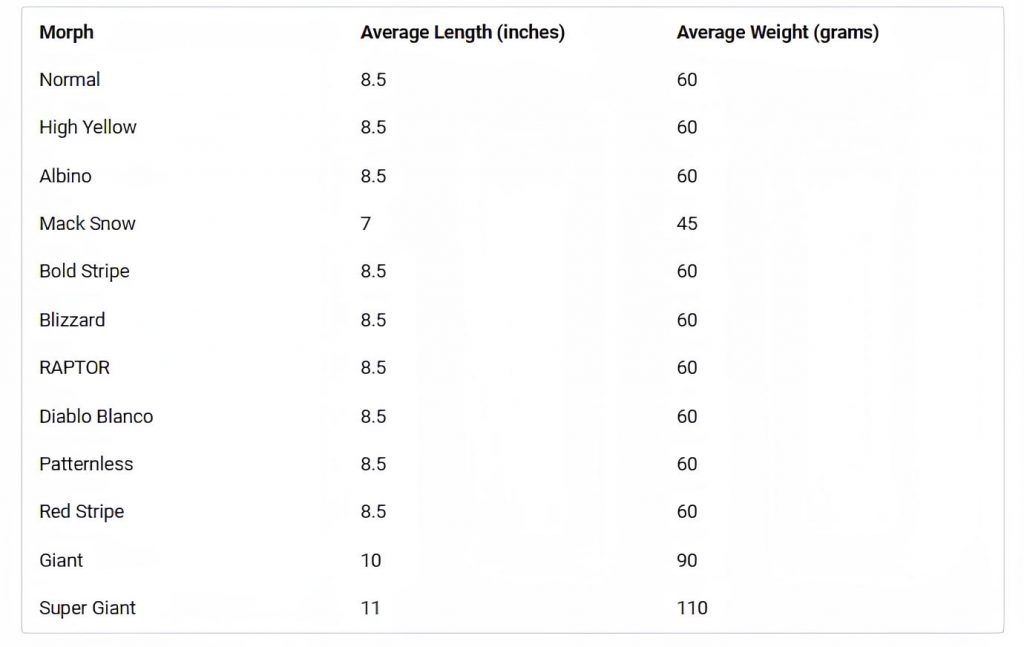 Leopard Gecko Size Weight Growth Chart - How Big Do Leopard Geckos Get ...