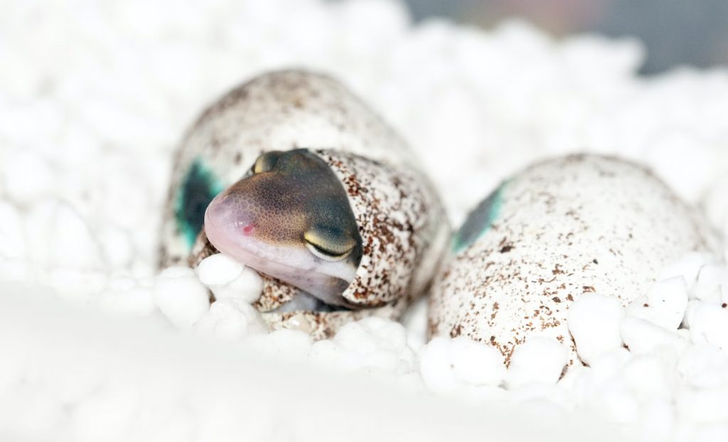Leopard Gecko Growth Rate