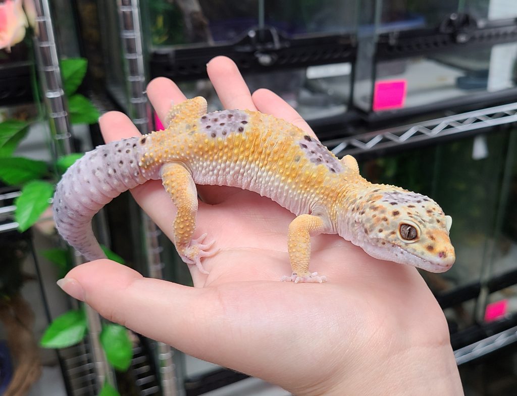 Leopard Gecko Lifespan (How Long do They Live in Captivity, Wild) YIHY