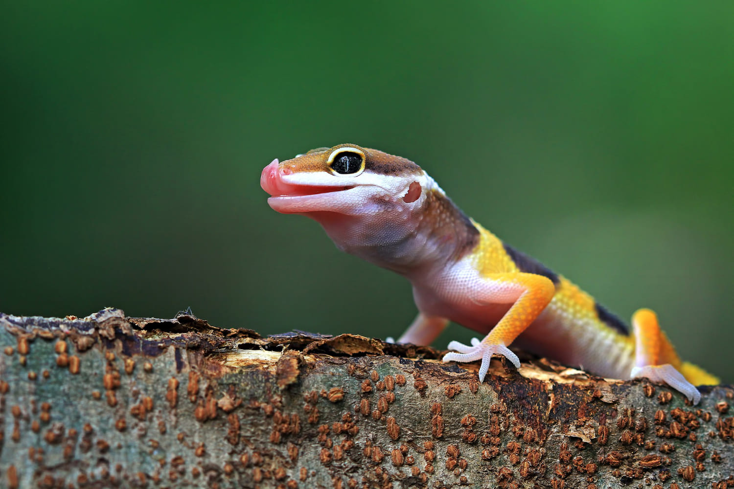 550+ Leopard Gecko Names (Cute, Badass, Rare, Cool, Funny)