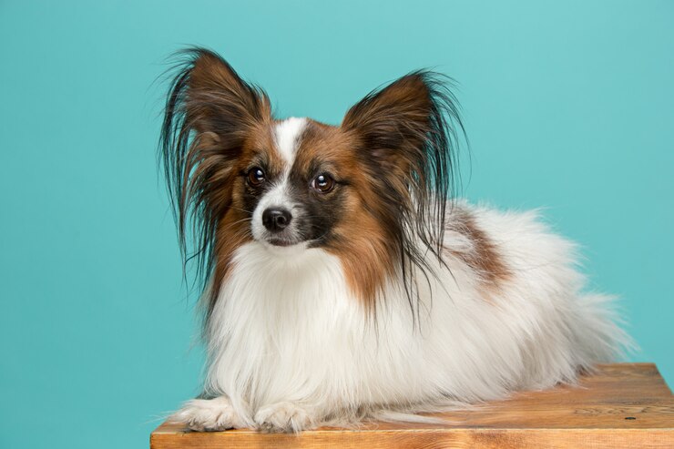 Lifespan How long will a Shih Tzu live