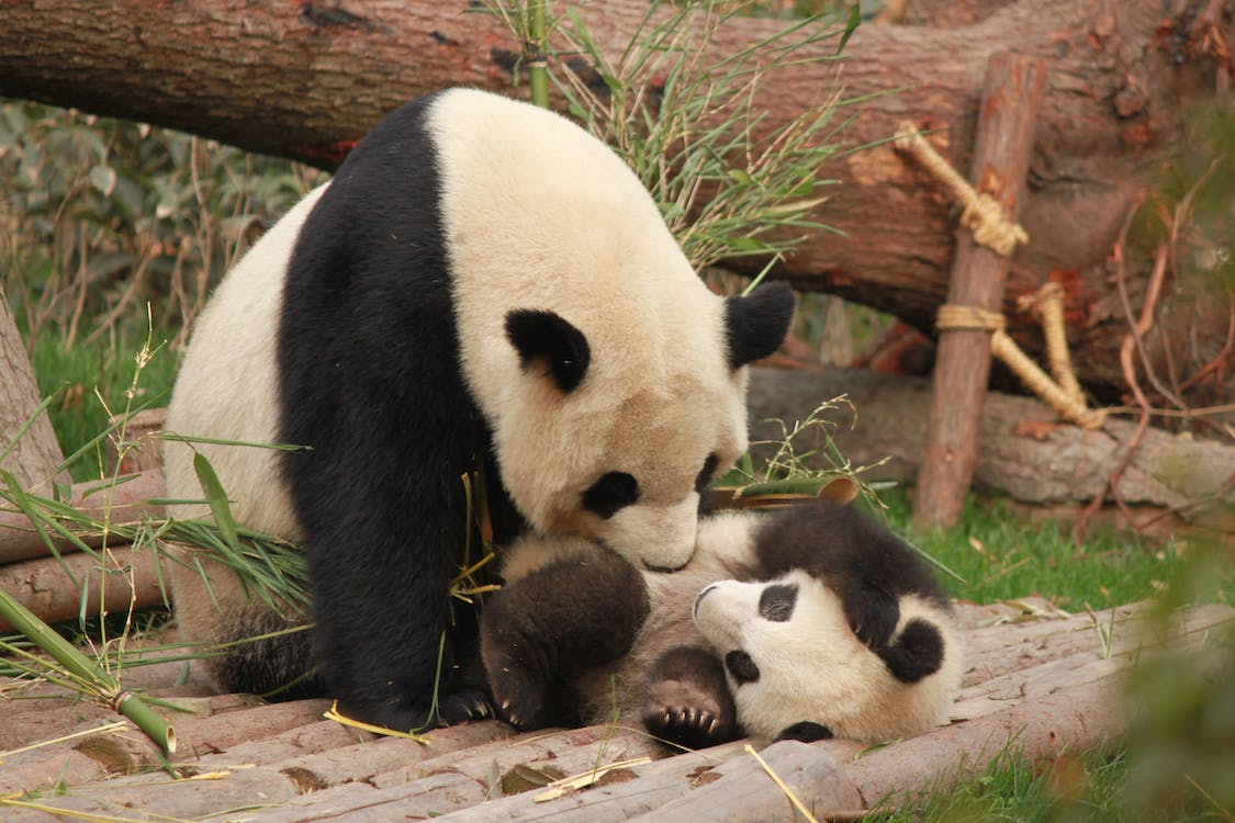 Panda Years to Human Years