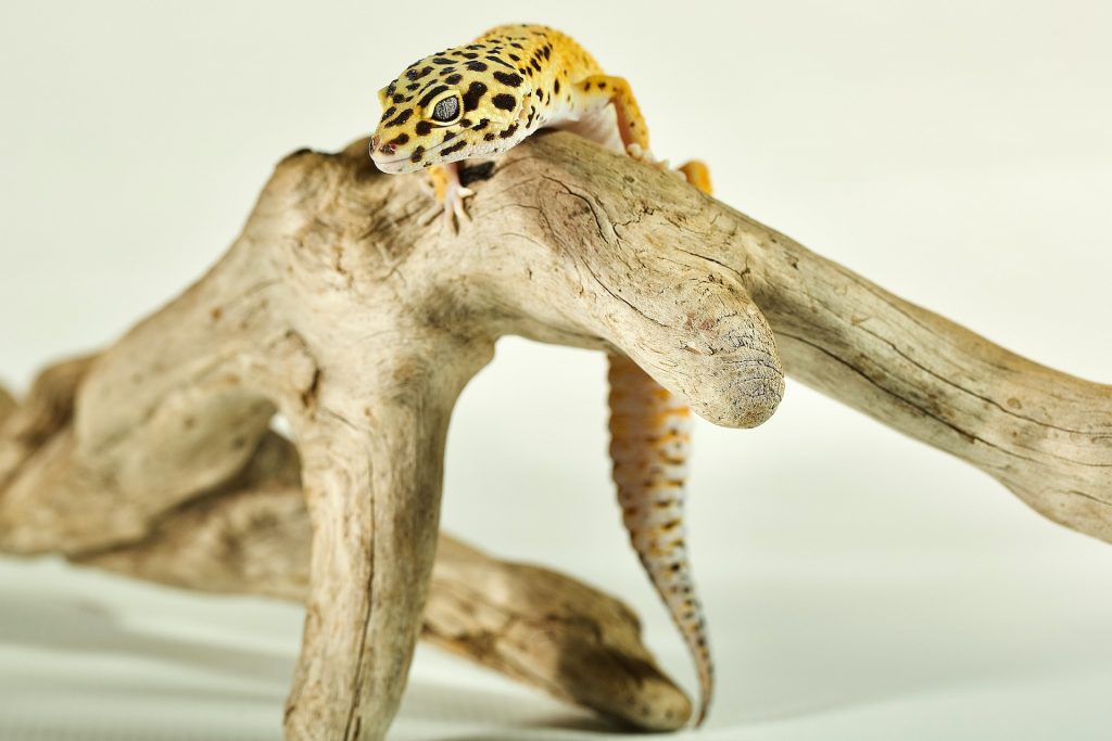 Rare Leopard Gecko Names