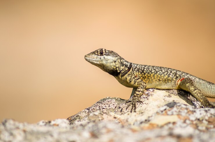 Unisex Leopard Gecko Names