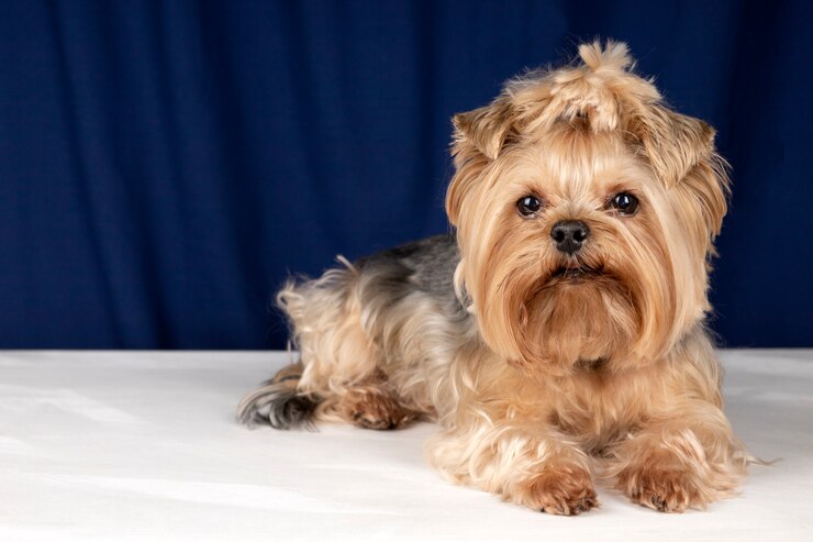 What Does Shih Tzu Age In Human Years Mean 