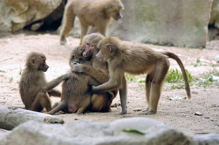 What are Monkeys