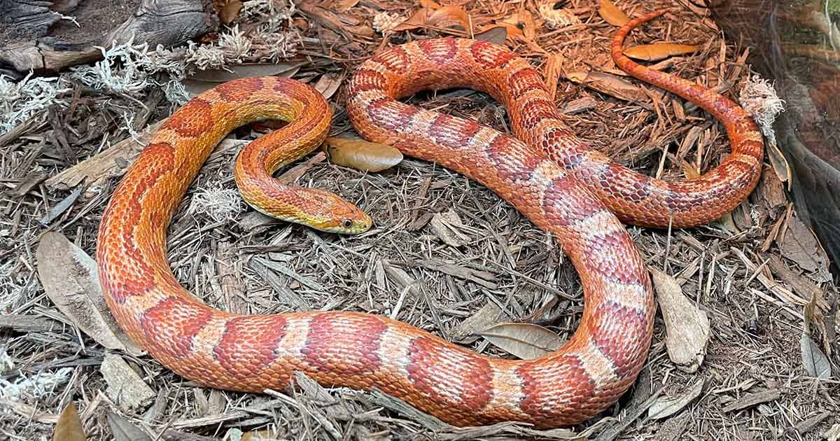 Corn Snake Lifespan How Long Do Corn Snakes Live YIHY