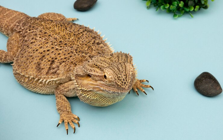 What is a Bearded Dragon