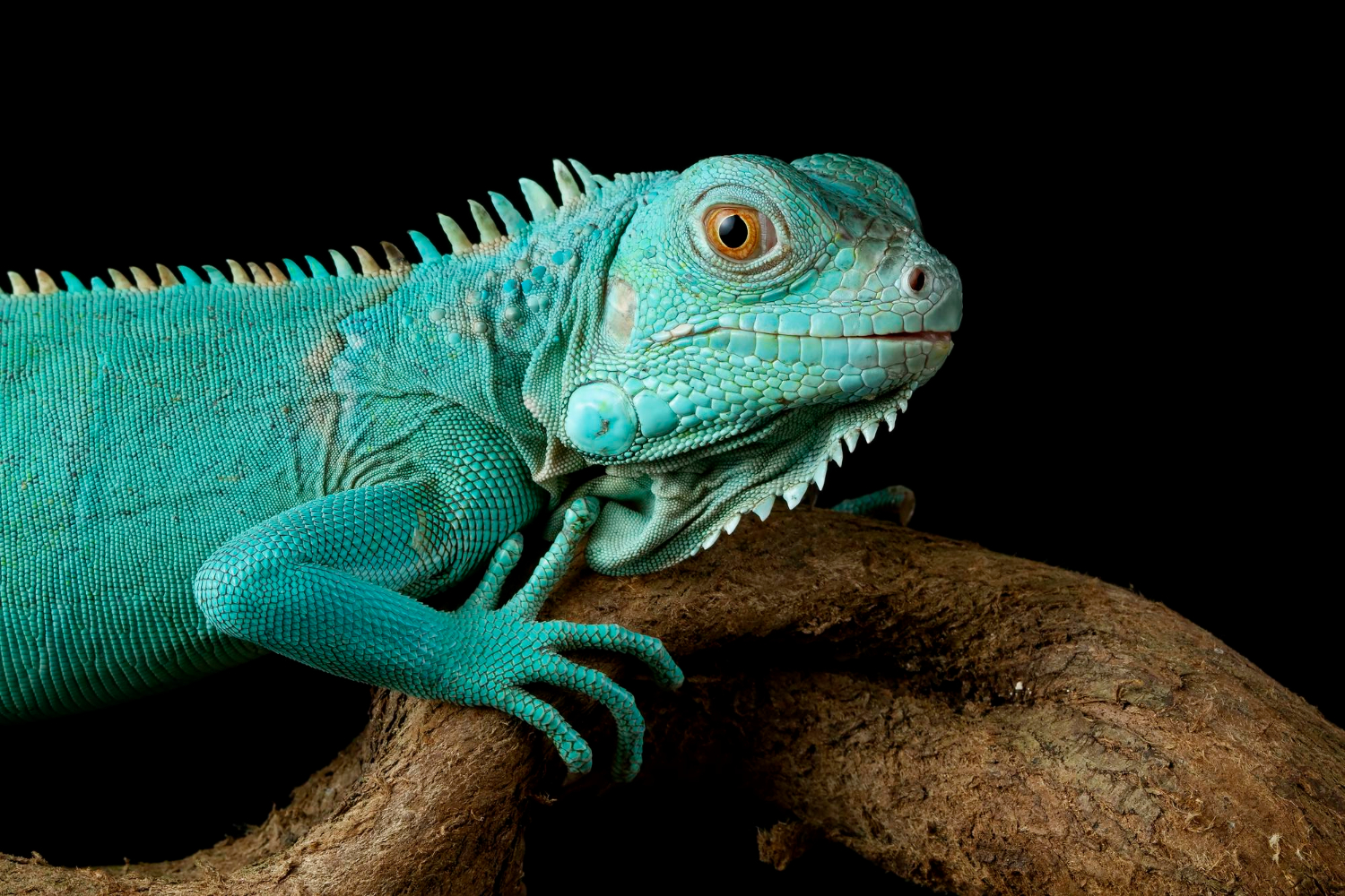 Fancy Bearded Dragon vs. Bearded Dragon - YIHY