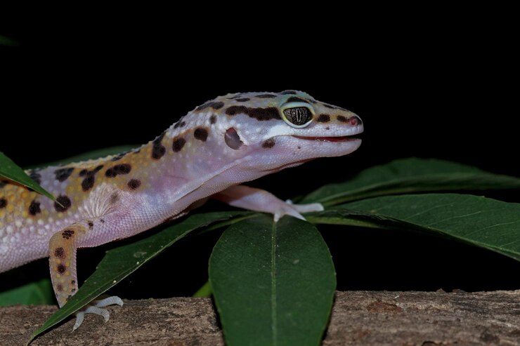 When Do Leopard Geckos Stop Growing