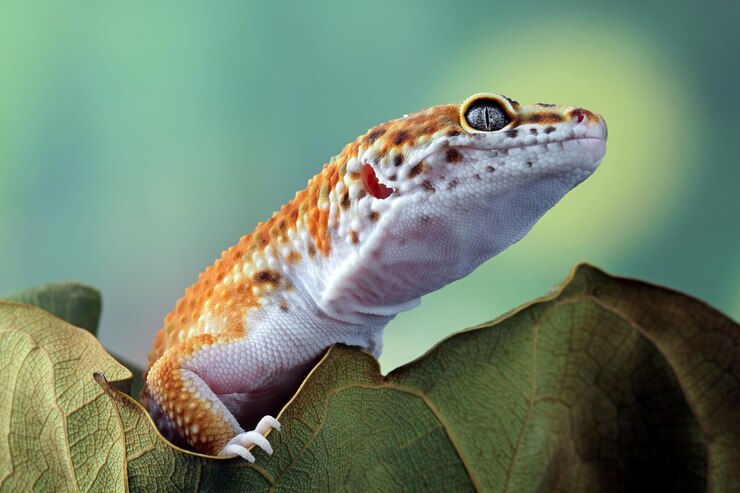 Why Do Some Leopard Geckos Exceed 20 Year Lifespans