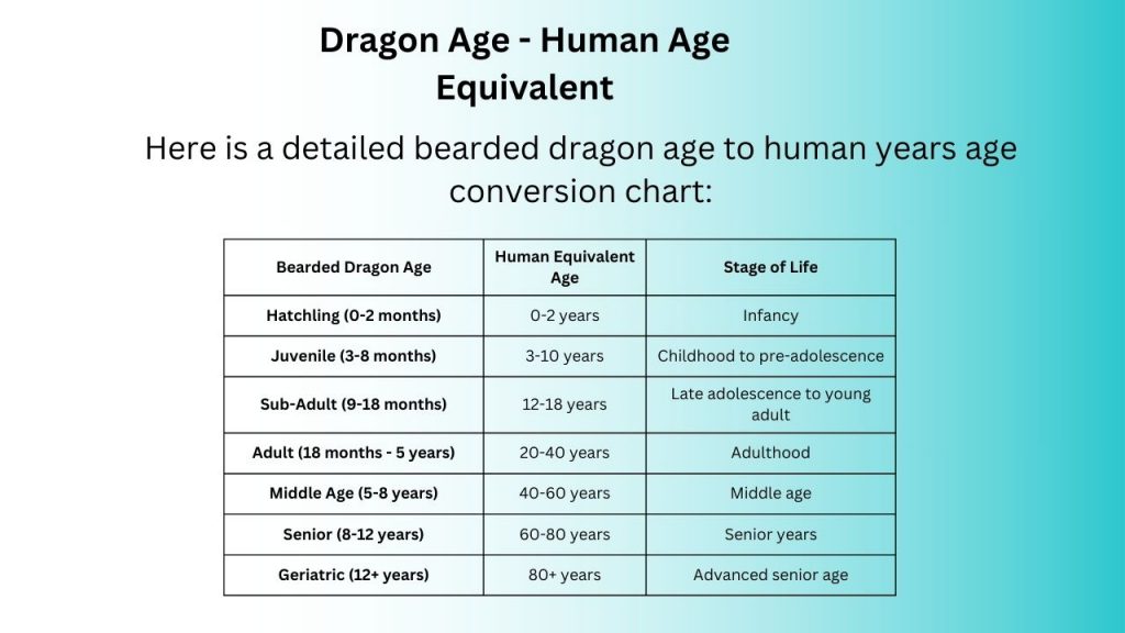 Bearded Dragon Years to Human Years Calculator (Bearded Dragon Age