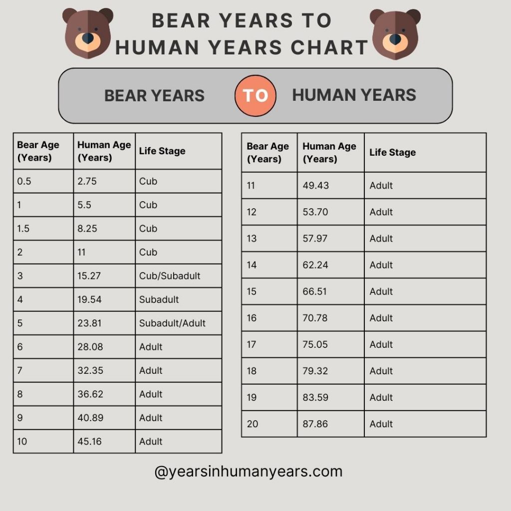 Bear Years to Human Years (Calculator, Age, Chart) YIHY