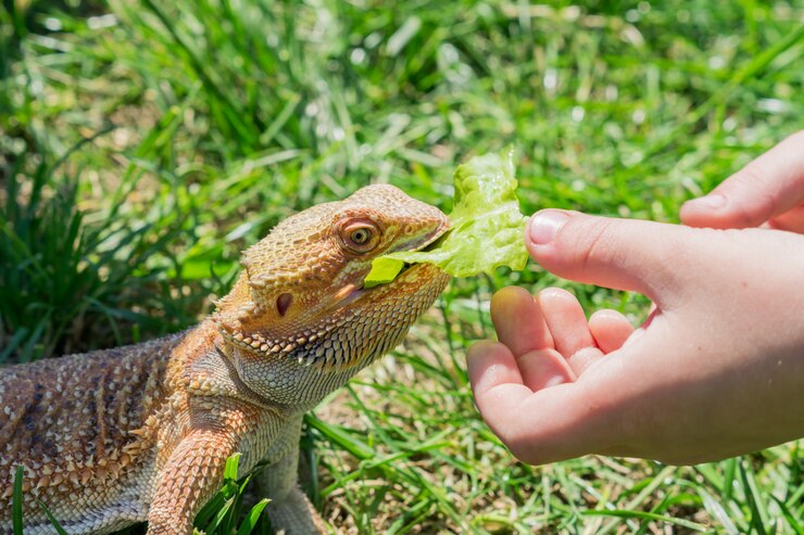 Bearded dragons can have green beans