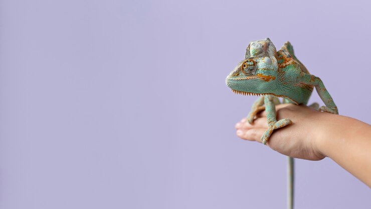 Benefits of Green Beans for Bearded Dragons